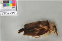 藏品(白頭翁)的圖片